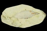 Miocene Fossil Leaf - Augsburg, Germany #139277-1